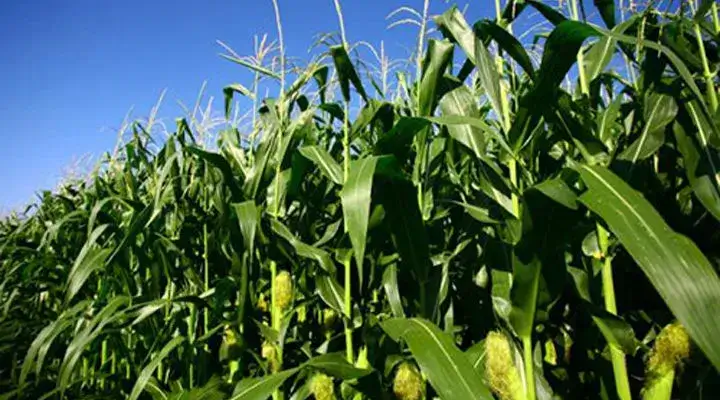 Image of Maize Farming Business
