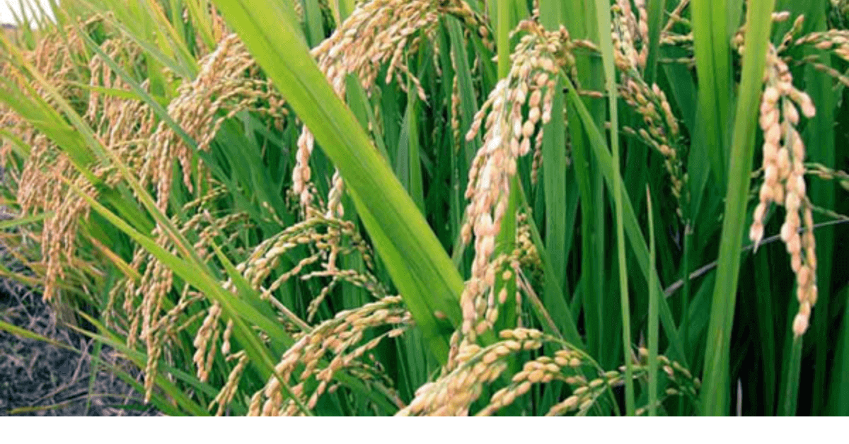 Image Of Steps To Start Rice Farming Business