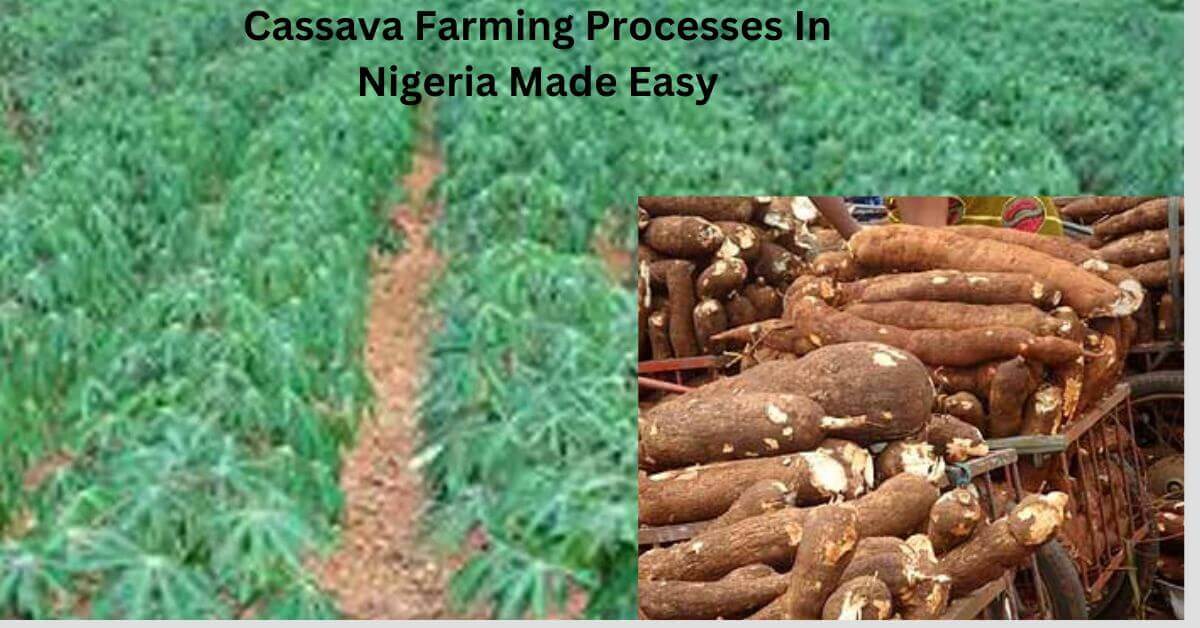 Cassava Farming Processes In Nigeria Made Easy Image